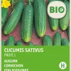 Hot Einlegegurke (Cucumis sativus 'Profi F1') (BIO) Samen Gemüsesamen|Saatgut