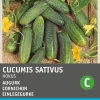 Sale Einlegegurke (Cucumis sativus 'Hokus') Samen Gemüsesamen|Saatgut