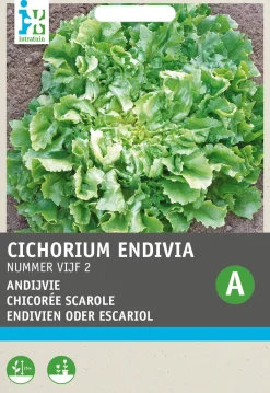 Hot Endivie (Cichorium endivia 'Bubikopf 2') Samen Gemüsesamen|Saatgut