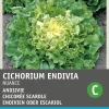 Discount Endivie (Cichorium endivia 'Nuance') Samen Gemüsesamen|Saatgut
