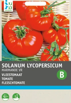 Discount Fleischtomate (Solanum lycopersicum 'Marmande') Samen Gemüsesamen|Saatgut