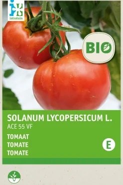 Clearance Fleischtomate (Solanum lycopersicum 'Ace 55VF') (BIO) Samen Gemüsesamen|Saatgut