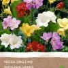 Sale Freesien (Freesia) (BIO) Blumenzwiebel-Mischung Sommer-Blüher|Blumenzwiebeln