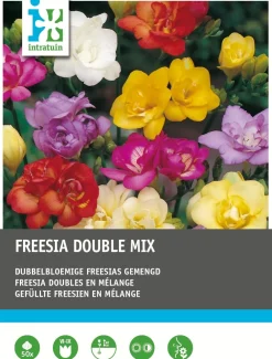 Best Freesien gefüllt (Freesia) Blumenzwiebel-Mischung 50 St. Sommer-Blüher|Blumenzwiebeln