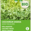 Frisee-Endivie (Cichorium endivia 'Grosse Pancaliere') (BIO) Samen Gemüsesamen|Saatgut