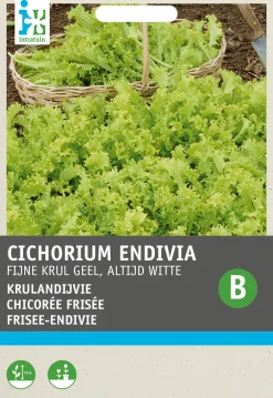 Outlet Frisee-Endivie (Cichorium endivia 'Altijd Witte') Samen Gemüsesamen|Saatgut
