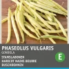 Hot Gemüsesamen Buschbohnen (Phaseolus vulgaris 'Gondola') Gemüsesamen|Saatgut