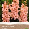 Clearance Gladiolen (Gladiolus captiva) (BIO) Blumenzwiebeln 6 St. Sommer-Blüher|Blumenzwiebeln