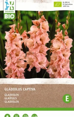 Clearance Gladiolen (Gladiolus captiva) (BIO) Blumenzwiebeln 6 St. Sommer-Blüher|Blumenzwiebeln