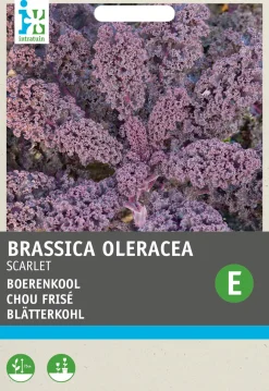Sale Grünkohl (Brassica oleracea 'Scarlet') Samen Gemüsesamen|Saatgut