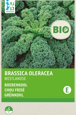 Sale Grünkohl (Brassica oleracea 'Westlandse Winter') (BIO) Samen Gemüsesamen|Saatgut