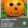 Hot Halloween Kürbis (Cucurbita pepo 'Jack O'Lantern') Samen Gemüsesamen|Saatgut