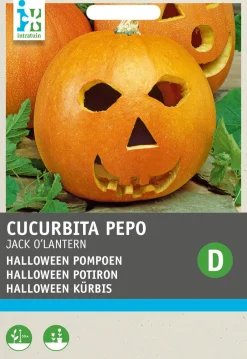 Hot Halloween Kürbis (Cucurbita pepo 'Jack O'Lantern') Samen Gemüsesamen|Saatgut
