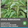 Honigblatt / Süßkraut (Stevia reboudiana) Samen Kräutersamen|Saatgut