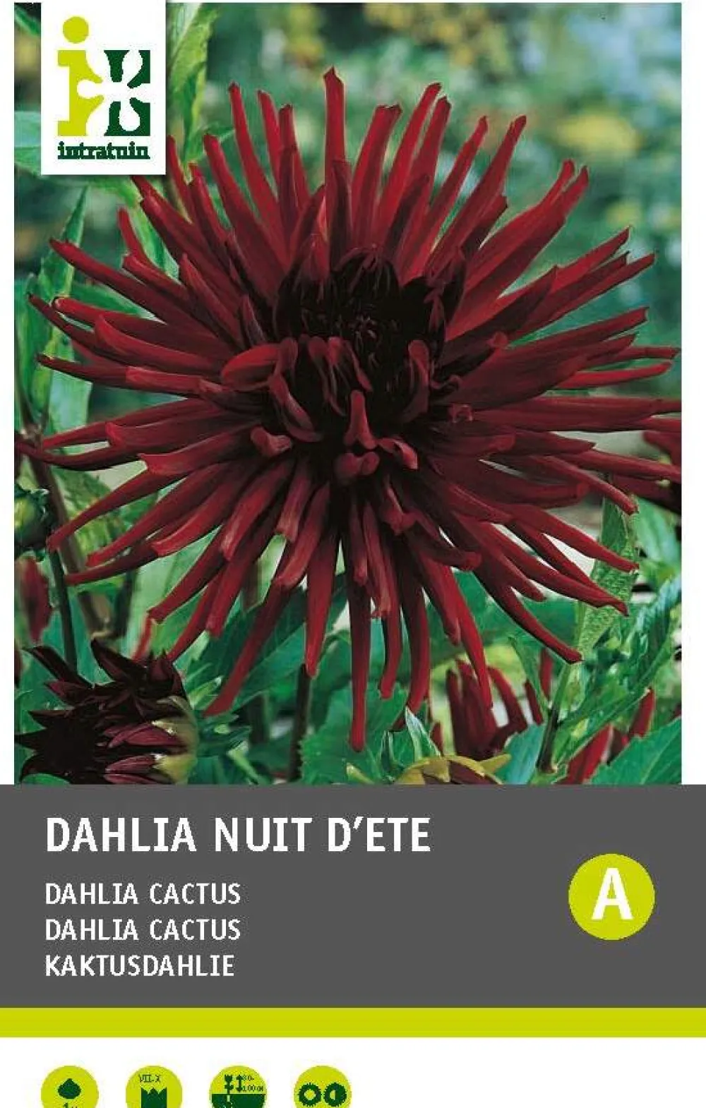 Outlet Kaktusdahlie (Dahlia cactus 'Nuit d'ete') Blumenzwiebel 1 St. Sommer-Blüher|Blumenzwiebeln