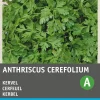 Online Kerbel (Anthriscus cerefolium) Samen Kräutersamen|Saatgut
