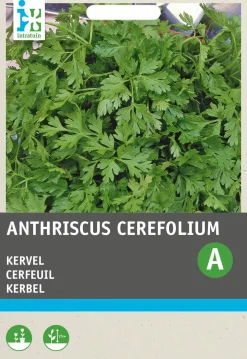 Online Kerbel (Anthriscus cerefolium) Samen Kräutersamen|Saatgut