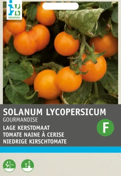 Online Kirschtomate gelb (Solanum lycopersicum 'Gourmandise') Samen Gemüsesamen|Saatgut