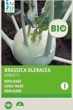 New Kohlrabi (Brassica oleracea 'Korist') (BIO) Samen Gemüsesamen|Saatgut