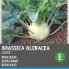 Sale Kohlrabi (Brassica oleracea 'Lanro') Samen Gemüsesamen|Saatgut