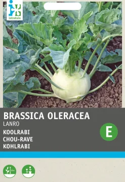 Sale Kohlrabi (Brassica oleracea 'Lanro') Samen Gemüsesamen|Saatgut