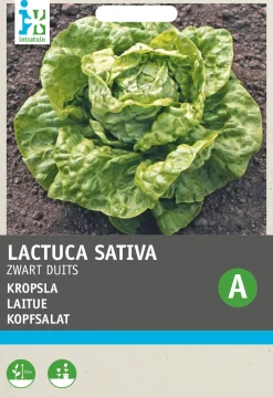 Outlet Kopfsalat (Lactuca sativa 'Fürchtenichts') Samen Gemüsesamen|Saatgut