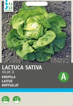 Best Kopfsalat (Lactuca sativa 'Hilde') Samen Gemüsesamen|Saatgut