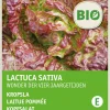 Online Kopfsalat (Lactuca sativa 'Merveille des quatre saisons') (BIO) Samen Gemüsesamen|Saatgut