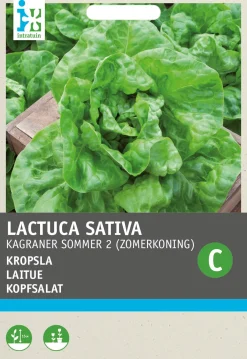 Discount Kopfsalat (Lactuca sativa 'Neckarriesen') Samen Gemüsesamen|Saatgut