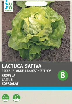 Discount Kopfsalat (Lactuca sativa 'Große Blonde Paresseuse') Samen Gemüsesamen|Saatgut