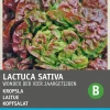 Sale Kopfsalat (Lactuca sativa 'Besson') Samen Gemüsesamen|Saatgut