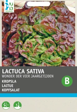 Sale Kopfsalat (Lactuca sativa 'Besson') Samen Gemüsesamen|Saatgut