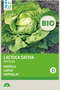 Outlet Kopfsalat (Lactuca sativa 'Hilde') (BIO) Samen Gemüsesamen|Saatgut