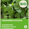 Koriander (Coriandrum sativum) (BIO) Samen Kräutersamen|Saatgut