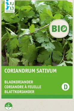 Koriander (Coriandrum sativum) (BIO) Samen Kräutersamen|Saatgut