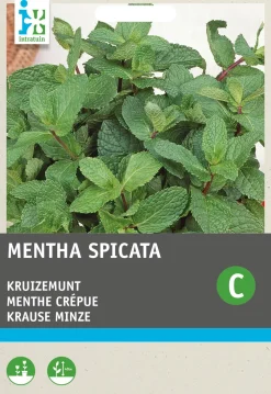 Hot Krause Minze (Mentha spicata) Samen Kräutersamen|Saatgut