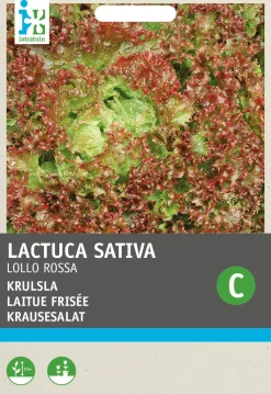 Sale Krauser Kopfsalat (Lactuca sativa 'Lollo Rossa') Samen Gemüsesamen|Saatgut