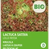 Discount Krauser Kopfsalat (Lactuca sativa 'Lollo Rosso') (BIO) Samen Gemüsesamen|Saatgut