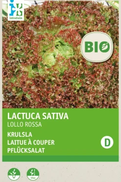 Discount Krauser Kopfsalat (Lactuca sativa 'Lollo Rosso') (BIO) Samen Gemüsesamen|Saatgut