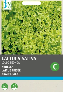 Clearance Krauser Kopfsalat (Lactuca sativa 'Lollo Bionda') Samen Gemüsesamen|Saatgut