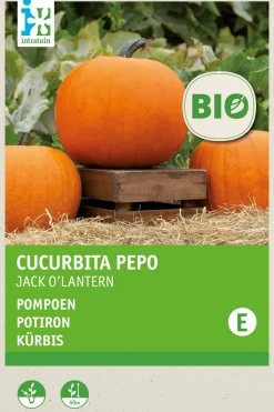 Outlet Kürbis (Cucurbita 'Jack O'Lantern') (BIO) Samen Gemüsesamen|Saatgut