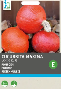 Best Kürbis (Cucurbita maxima 'Uchiki Kuri') Samen Gemüsesamen|Saatgut