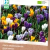 Hot Krokus (Crocus grandiflora) gemischt (BIO) Blumenzwiebeln 25 St. Frühlings-Blüher|Blumenzwiebeln