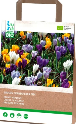 Hot Krokus (Crocus grandiflora) gemischt (BIO) Blumenzwiebeln 25 St. Frühlings-Blüher|Blumenzwiebeln