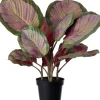 Discount Kunstpflanze Calathea 44 x 38 x 45 cm Kunstpflanzen