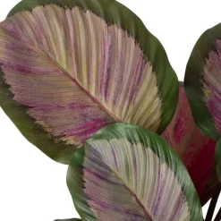 Discount Kunstpflanze Calathea 44 x 38 x 45 cm Kunstpflanzen