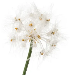 Best Kunstpflanze Pampasgras D 33 cm H 50 cm Kunstpflanzen