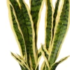 Hot Kunstpflanze Sansevieria gelb-bunt D 13 H 48 cm Kunstpflanzen