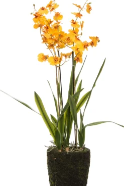 Sale Kunstpflanze Tigerorchidee gelb D 17 cm H 75 cm Kunstpflanzen