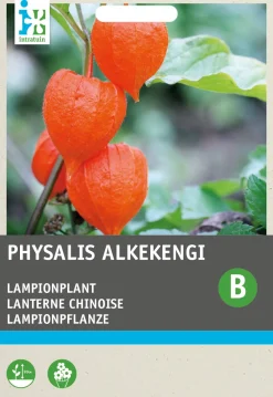 Best Lampionpflanze (Physalis alkekengi) Blumensamen Winterharte Pflanzen|Blühende Pflanzen